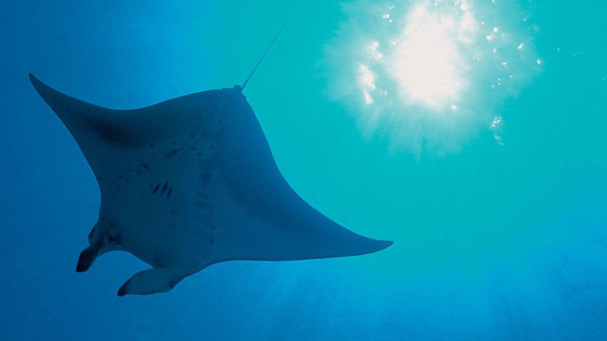 Okullarda Mutlaka İzletilmesi Gereken Ufuk Açıcı 14 Belgesel