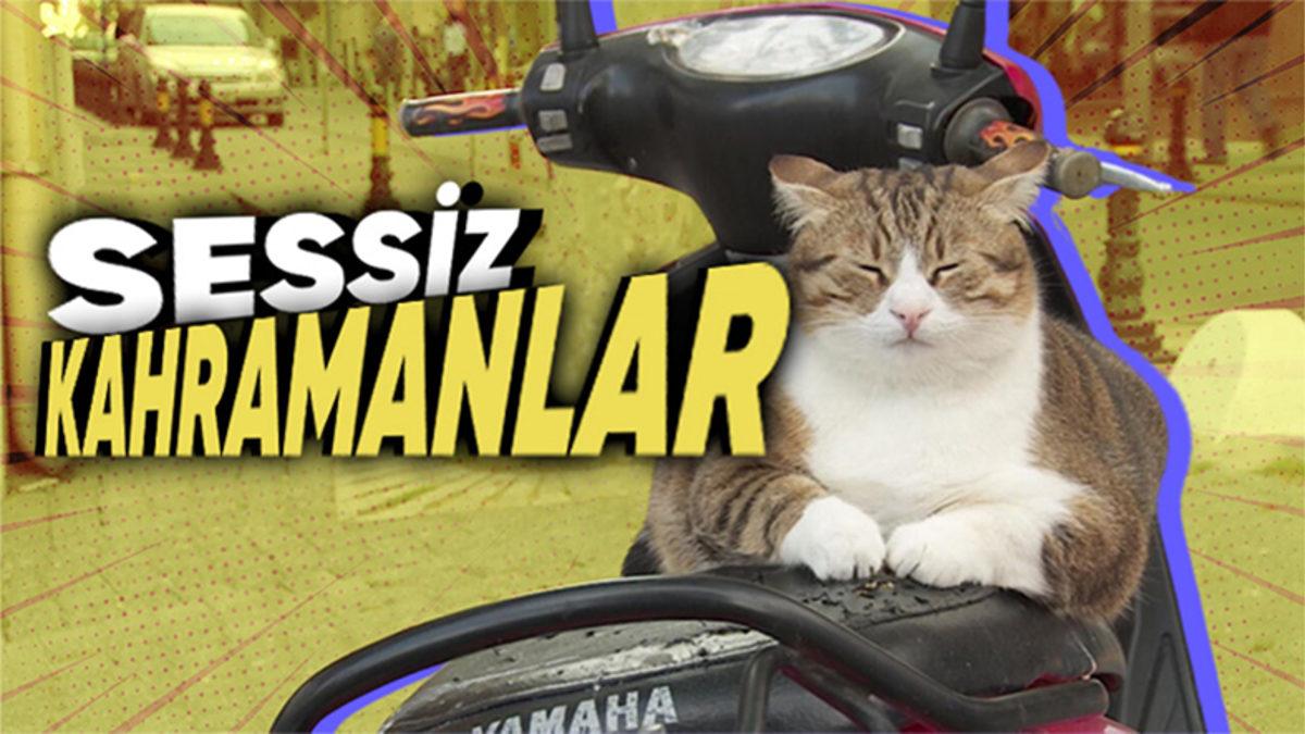 Fare İstilası Altındaki Paris ve New York’taki Bu Büyük Sorun, Sokak Hayvanları Toplatılırsa Bizde de Ortaya Çıkar mı?