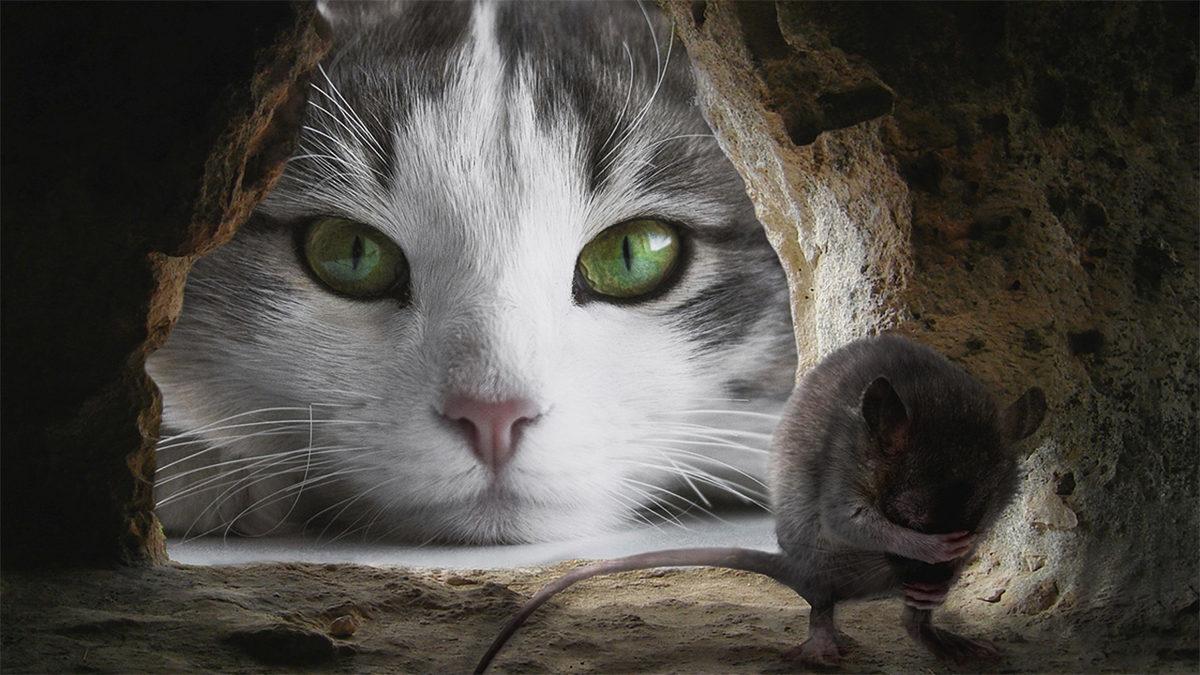 Fare İstilası Altındaki Paris ve New York’taki Bu Büyük Sorun, Sokak Hayvanları Toplatılırsa Bizde de Ortaya Çıkar mı?