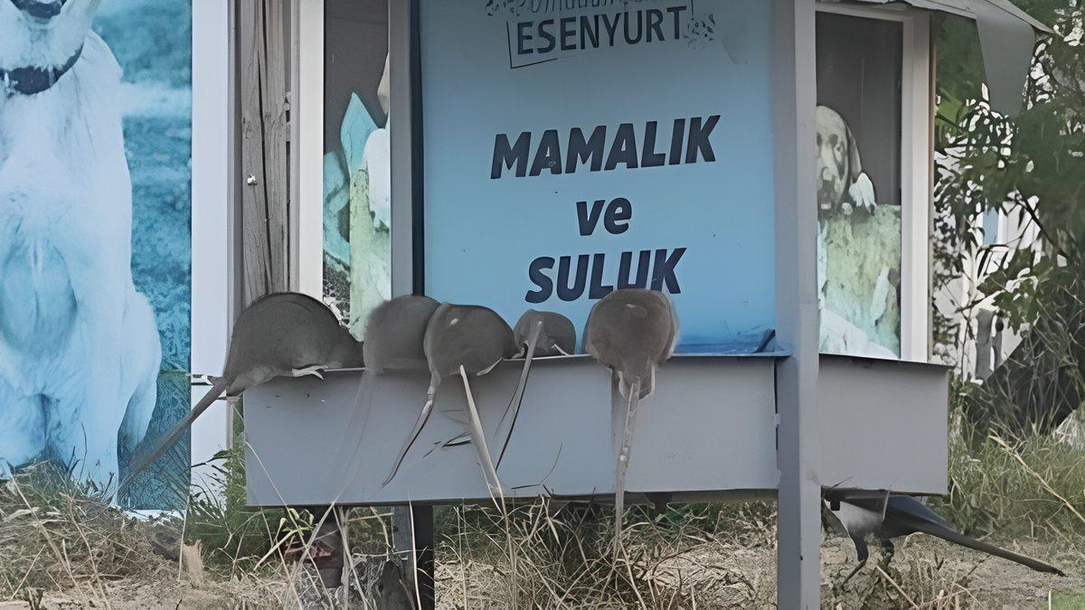 Fare İstilası Altındaki Paris ve New York’taki Bu Büyük Sorun, Sokak Hayvanları Toplatılırsa Bizde de Ortaya Çıkar mı?