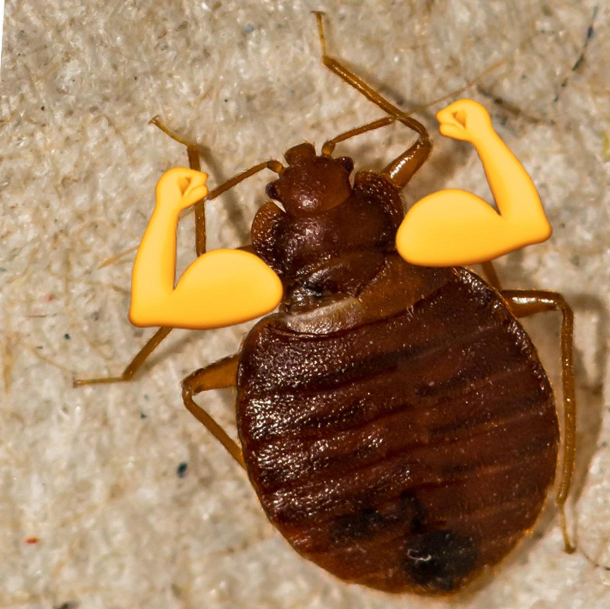 Fare İstilası Altındaki Paris ve New York’taki Bu Büyük Sorun, Sokak Hayvanları Toplatılırsa Bizde de Ortaya Çıkar mı?