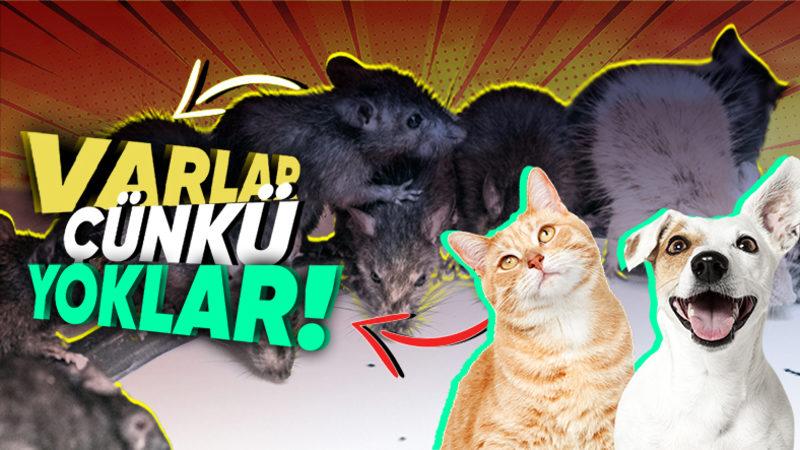 Fare İstilası Altındaki Paris ve New York’taki Bu Büyük Sorun, Sokak Hayvanları Toplatılırsa Bizde de Ortaya Çıkar mı?