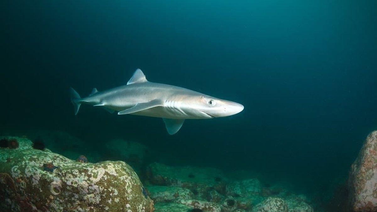 Köpek Balıklarına Bu İsmin Verilmesinin Köpeklerle Ne Gibi Bir İlgisi Var?