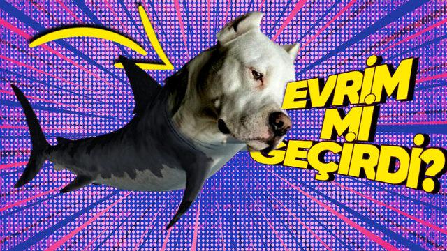 Köpek Balıklarına Bu İsmin Verilmesinin Köpeklerle Ne Gibi Bir İlgisi Var?