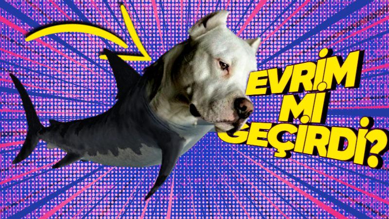 Köpek Balıklarına Bu İsmin Verilmesinin Köpeklerle Ne Gibi Bir İlgisi Var?