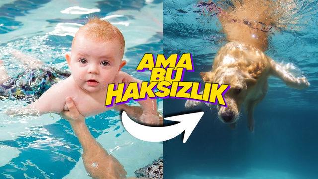 Neredeyse Her Hayvan Doğuştan Yüzebiliyorken Biz İnsanlar Neden Sonradan Öğrenmek Zorunda Kalırız?
