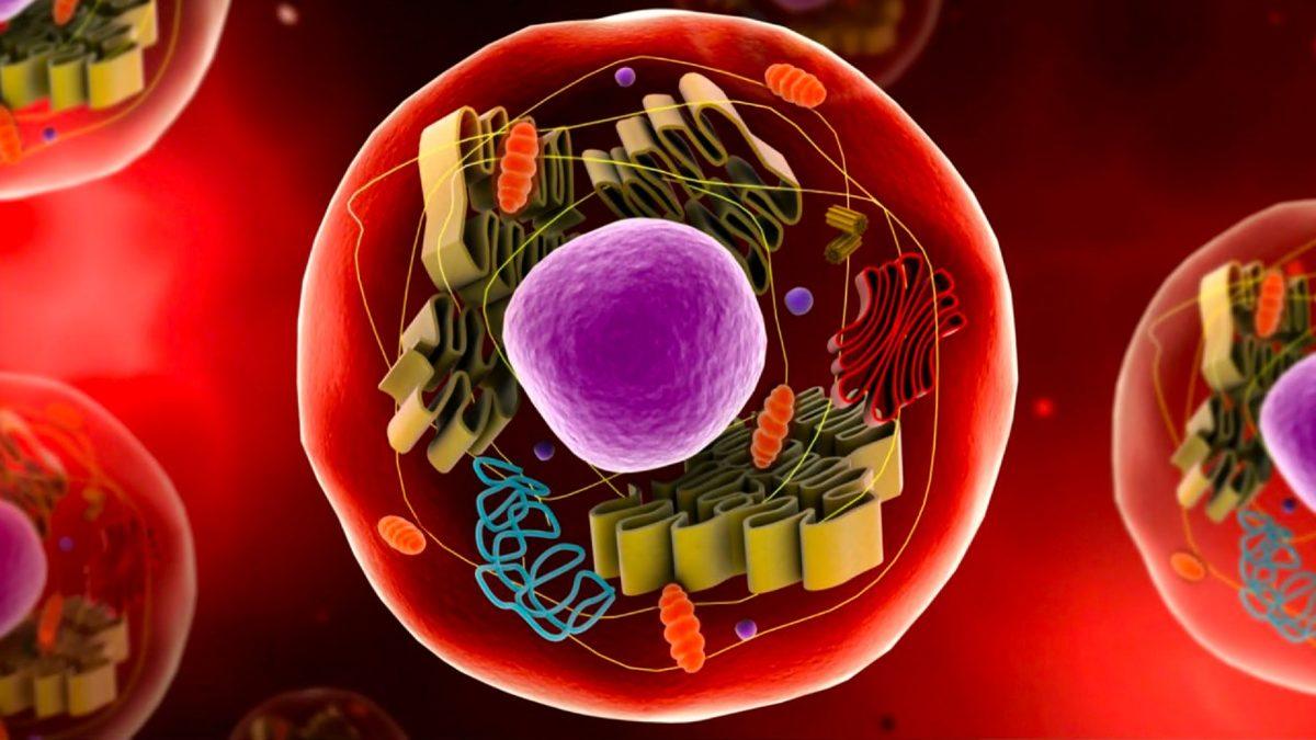 Orta Doğu Ülkelerinde Kansere Yakalanma Oranı Dünyanın Geri Kalanına Kıyasla Neden Daha Az?