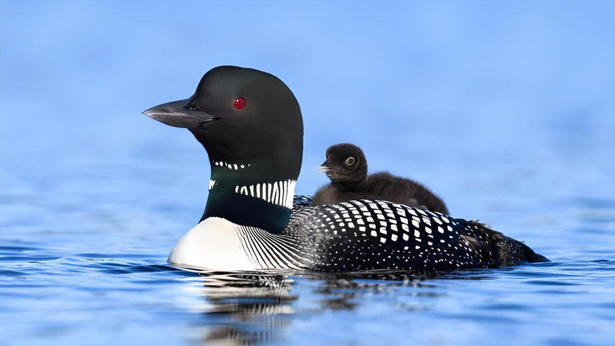 Onu Görmeseniz Bile Sesini Tanıyorsunuz: Hollywood Filmlerindeki Ürpertici Sahnelerde Neden Hep Bu Kuşun Sesi Duyuluyor?