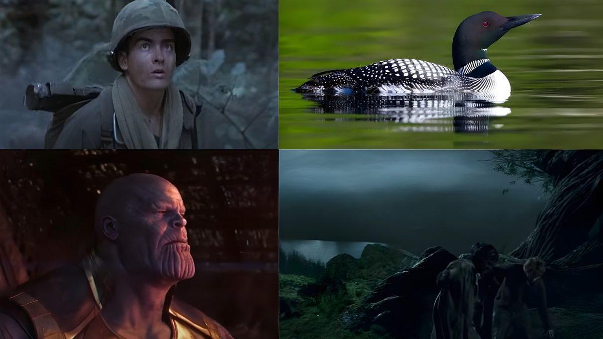 Onu Görmeseniz Bile Sesini Tanıyorsunuz: Hollywood Filmlerindeki Ürpertici Sahnelerde Neden Hep Bu Kuşun Sesi Duyuluyor?