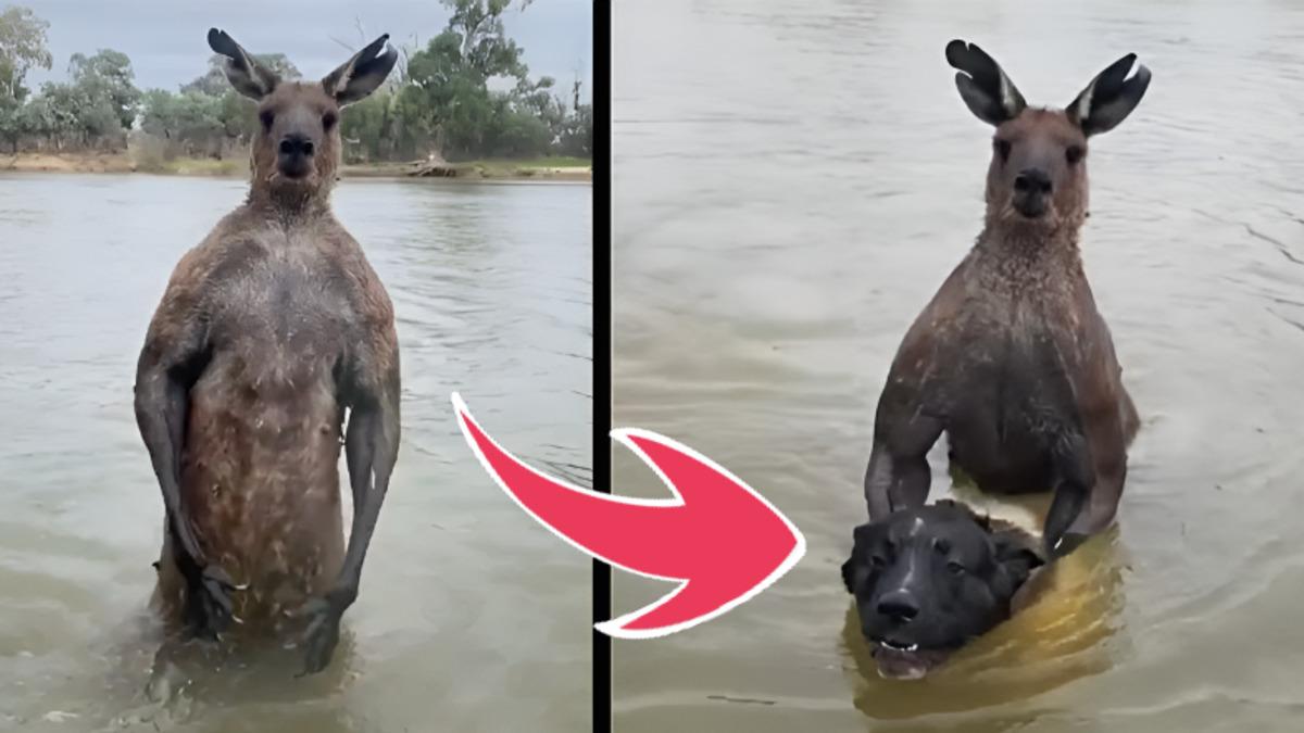 Bu Kangurunun Bir Köpeği Suda Boğmaya Çalışması, Onların Hangi Özelliğinden Kaynaklanıyor?