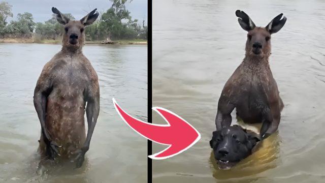 Bu Kangurunun Bir Köpeği Suda Boğmaya Çalışması, Onların Hangi Özelliğinden Kaynaklanıyor?