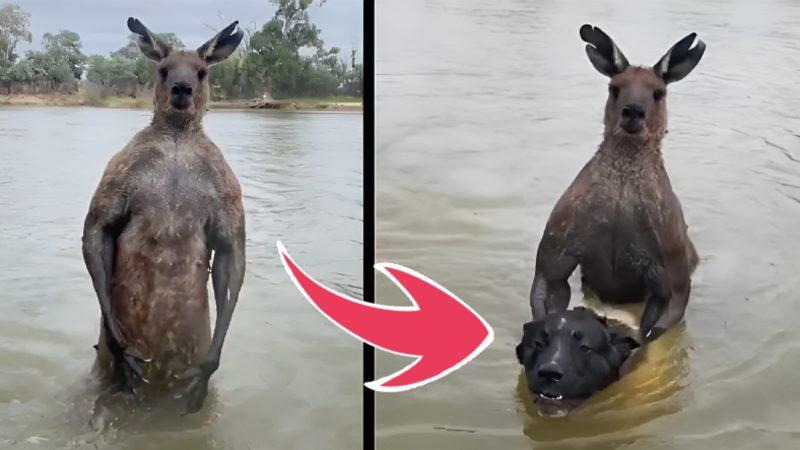Bu Kangurunun Bir Köpeği Suda Boğmaya Çalışması, Onların Hangi Özelliğinden Kaynaklanıyor?