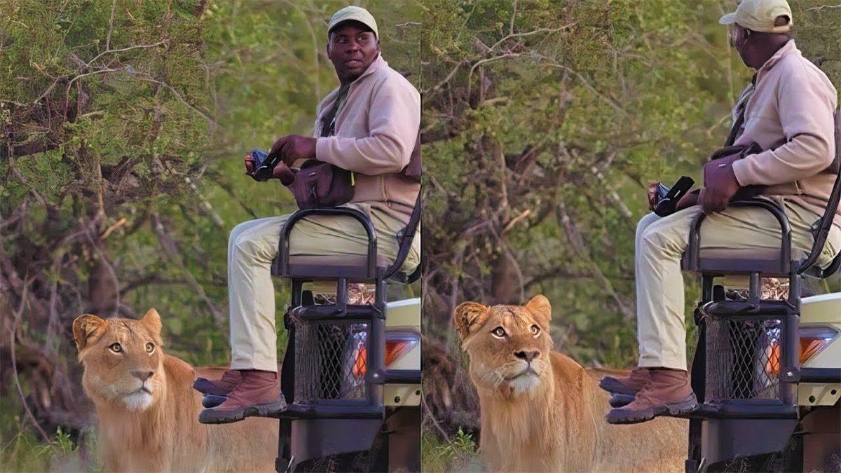Vahşi Doğa Belgesellerinde Kameramanlar Nasıl Oluyor da Hayvanlar Tarafından Fark Edilmeden Çekim Yapabiliyor?