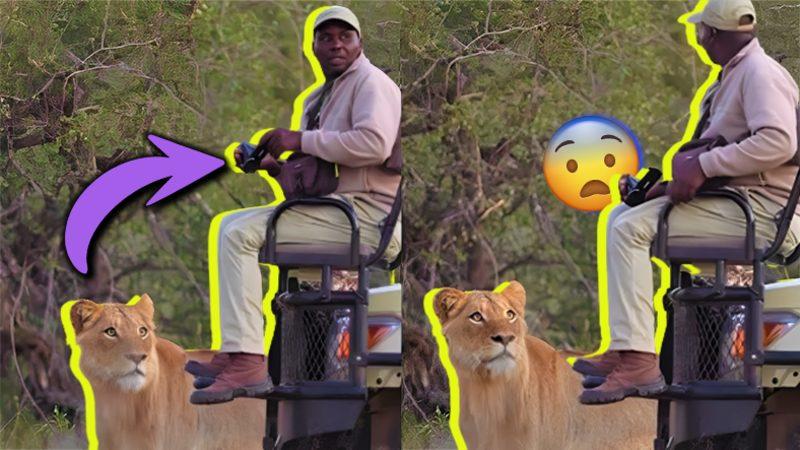 Vahşi Doğa Belgesellerinde Kameramanlar Nasıl Oluyor da Hayvanlar Tarafından Fark Edilmeden Çekim Yapabiliyor?