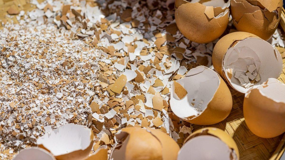 Bataryalardaki Lityum İyon Teknolojisi, Yerini Yumurta Kabuklarına Bırakabilir