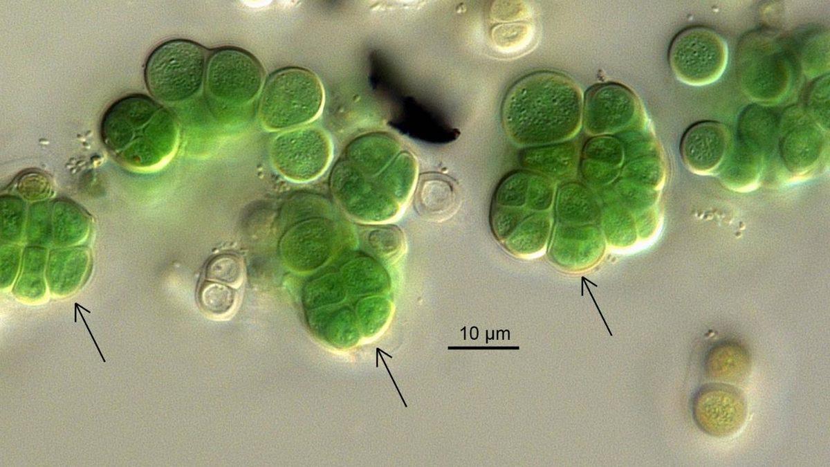 Bilim İnsanlarından Çılgın Fikir: Bir Bakteri Sayesinde Mars’ta Oksijen Üretmek Mümkün! Peki Ama Nasıl?