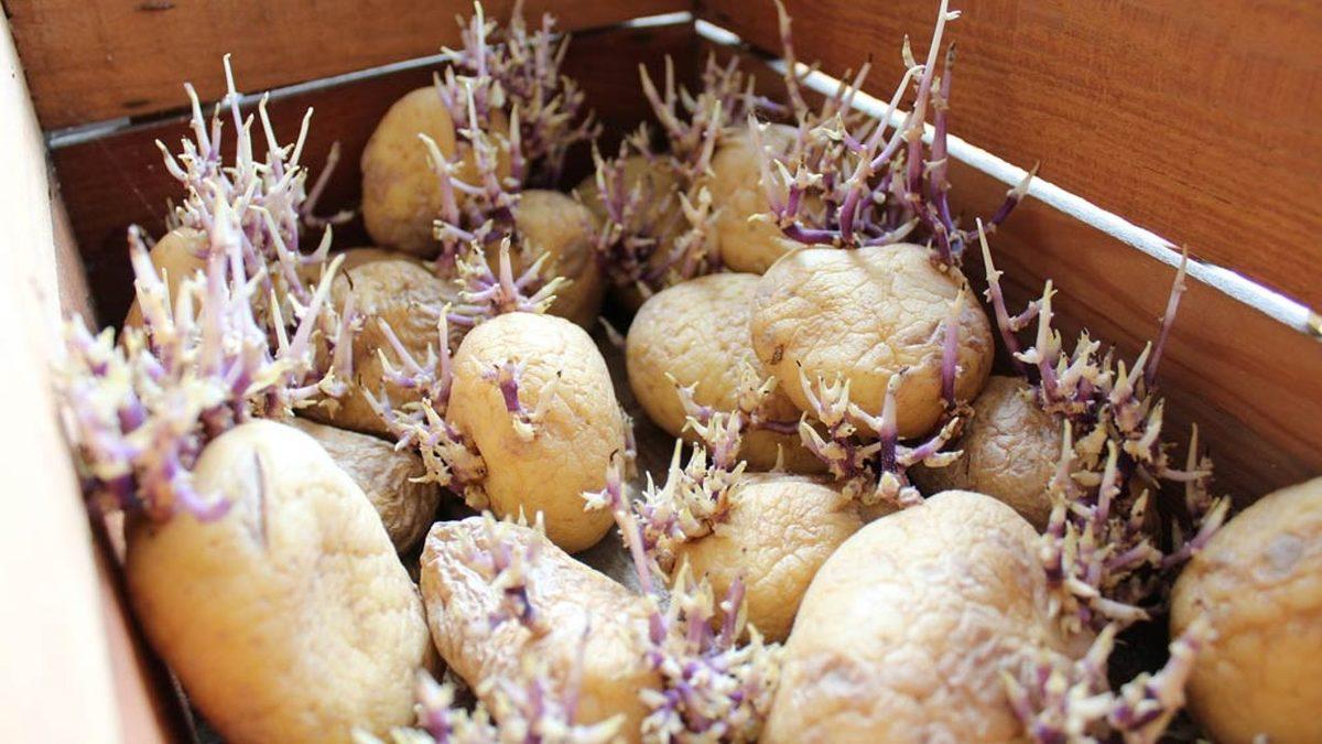 Filizlenmiş Patatesleri Yemeniz Hâlinde Başınıza Gelebilecekleri Öğrenince Bir Daha Dokunmayacaksınız Bile!