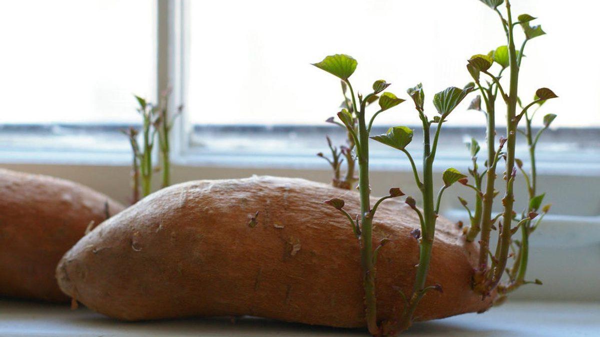 Filizlenmiş Patatesleri Yemeniz Hâlinde Başınıza Gelebilecekleri Öğrenince Bir Daha Dokunmayacaksınız Bile!