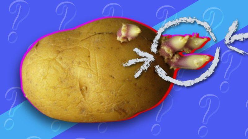 Filizlenmiş Patatesleri Yemeniz Hâlinde Başınıza Gelebilecekleri Öğrenince Bir Daha Dokunmayacaksınız Bile!