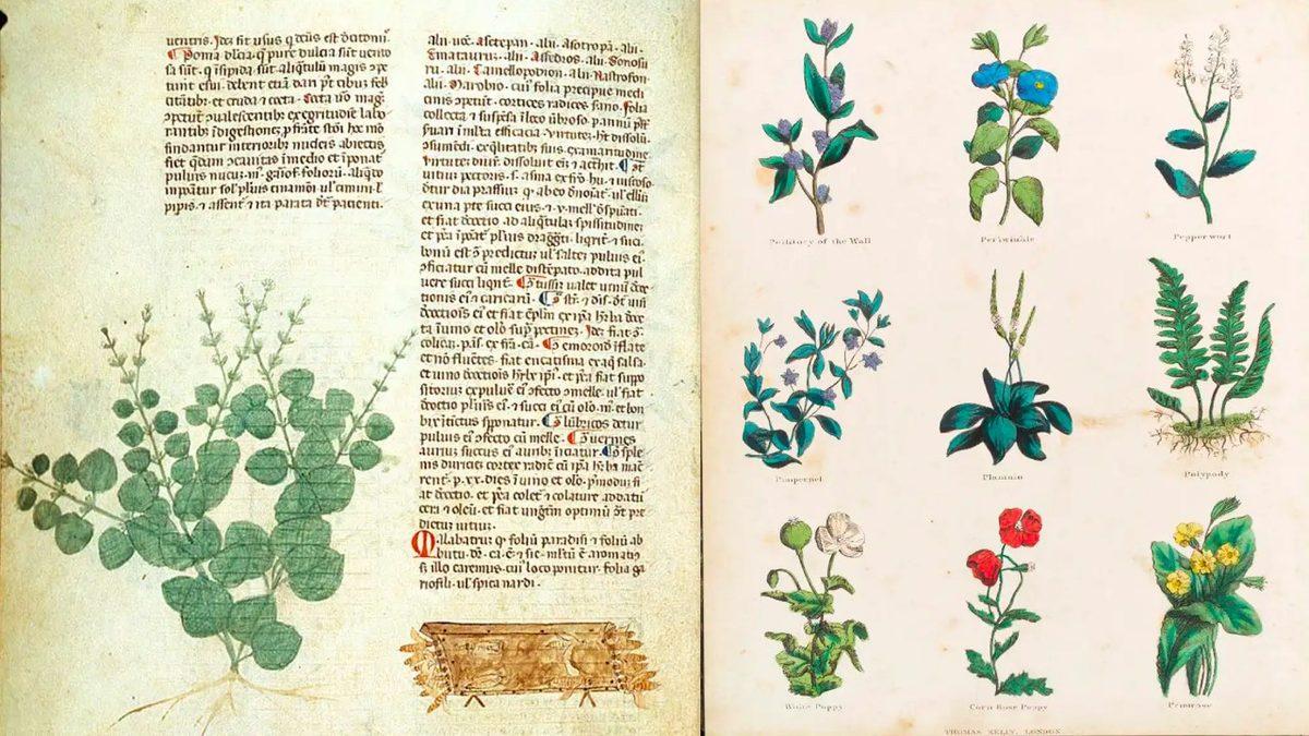 Orta Çağ’daki Bu Doğum Kontrol Yöntemlerini Duyunca Bugünün Tıbbına Şükredeceksiniz!