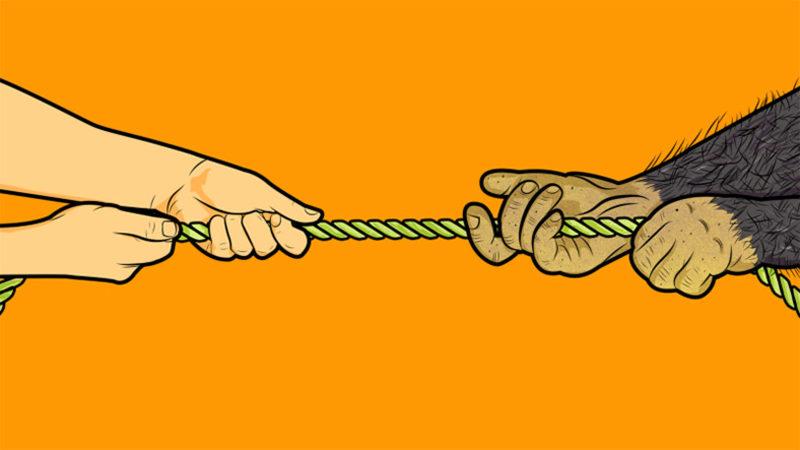 Bilim İnsanları, Şempanzelerin Neden İnsanlardan Daha Güçlü Olduğunu Sonunda  Çözdüler!