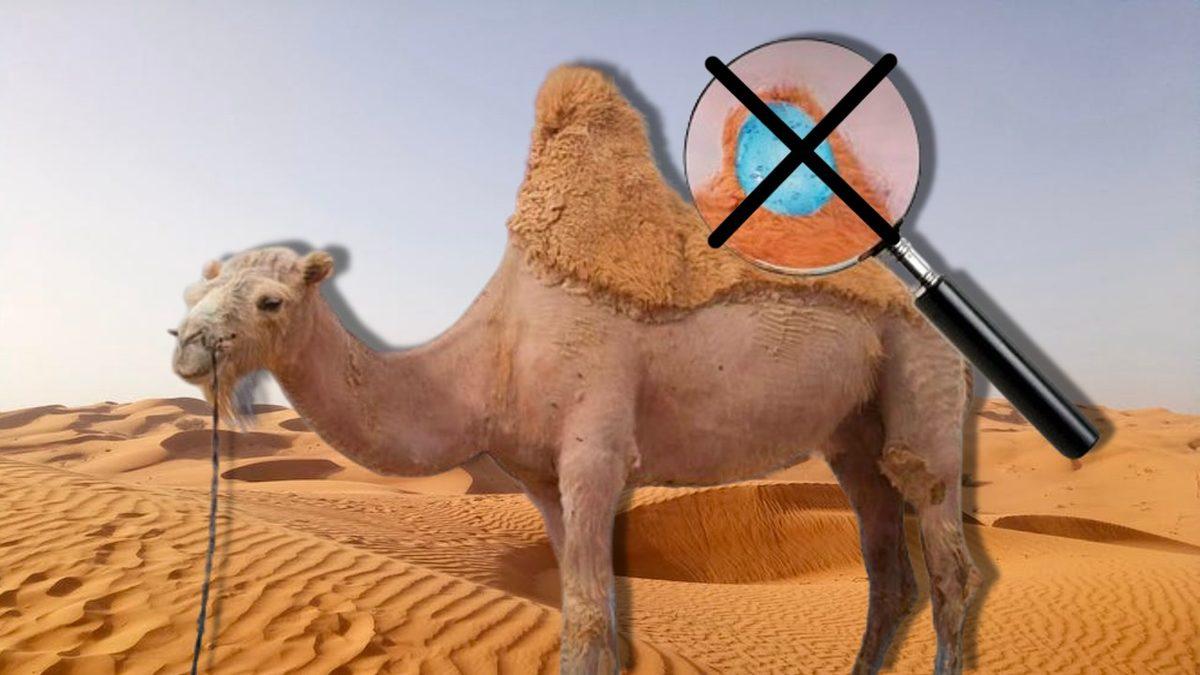 Develerin Hörgüçlerinin İçinde Ne Var ve Ne İşe Yarıyor? Hayır, Su Depolamıyorlar!