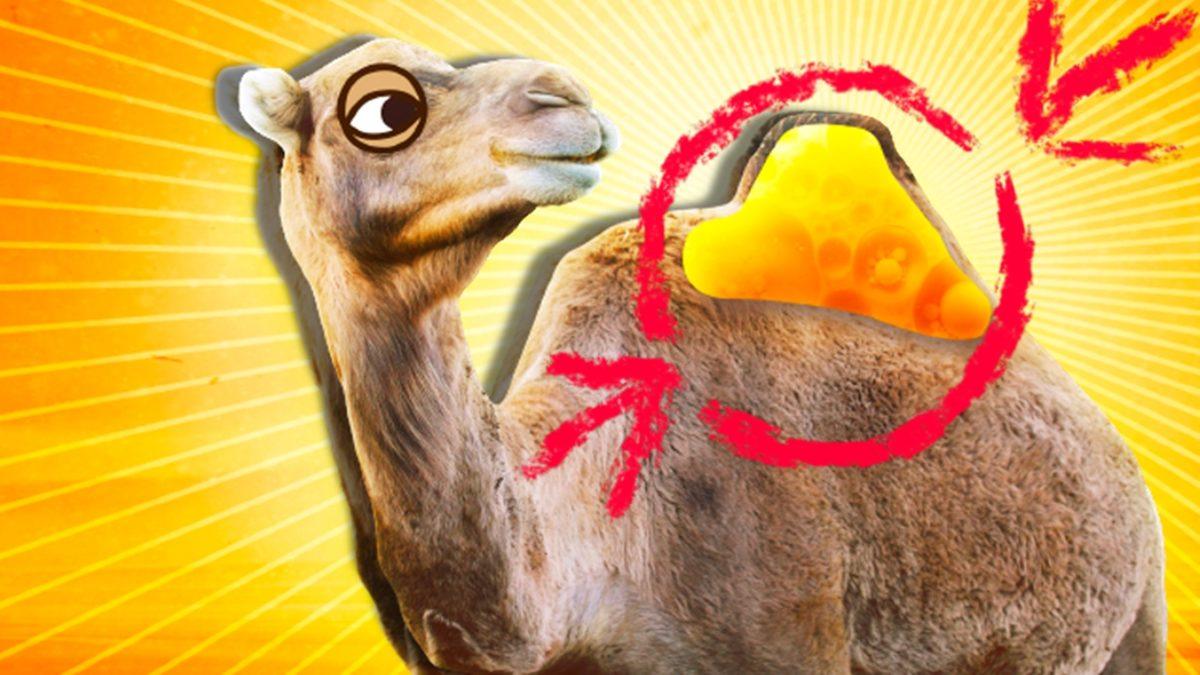 Develerin Hörgüçlerinin İçinde Ne Var ve Ne İşe Yarıyor? Hayır, Su Depolamıyorlar!