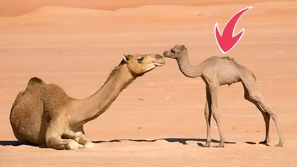 Develerin Hörgüçlerinin İçinde Ne Var ve Ne İşe Yarıyor? Hayır, Su Depolamıyorlar!