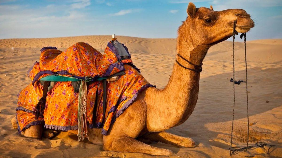 Develerin Hörgüçlerinin İçinde Ne Var ve Ne İşe Yarıyor? Hayır, Su Depolamıyorlar!