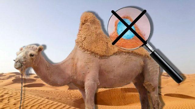 Develerin Hörgüçlerinin İçinde Ne Var ve Ne İşe Yarıyor? Hayır, Su Depolamıyorlar!