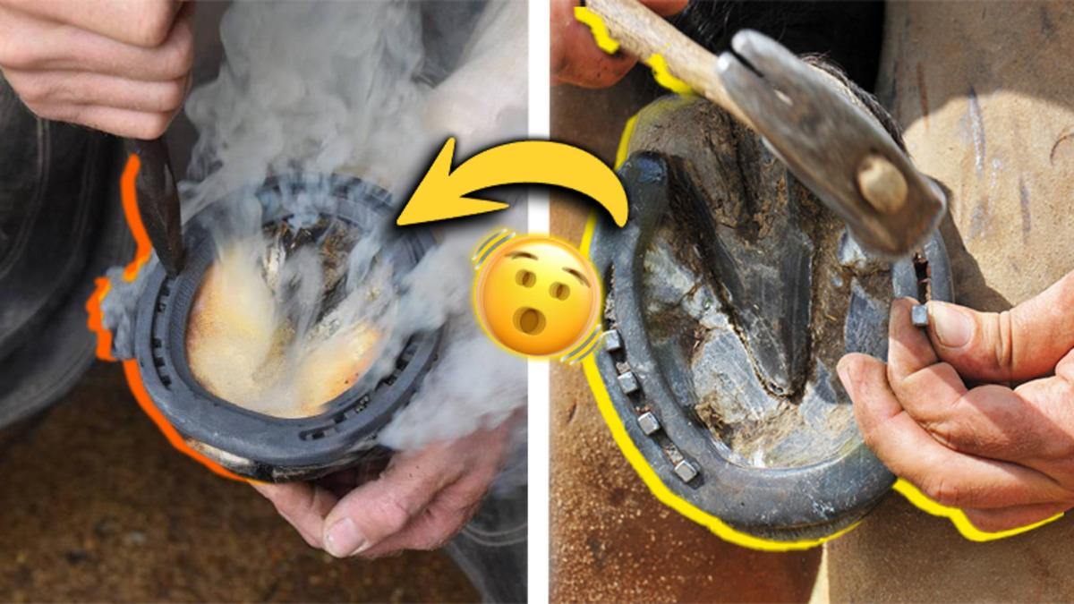 At Nalı Temizleme Videolarını İzlemesi Çok Rahatlatıcı Ancak Düşünmediğimiz Bir Şey Var: Atların Canı Yanıyor mu?