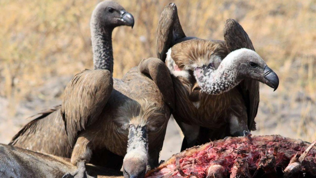 İdrarlarını Nasıl Yaptıklarını Duyunca Ufak Bir Şaşkınlık Yaşayabilirsiniz: Akbabalar Hakkında 8 İlginç Bilgi