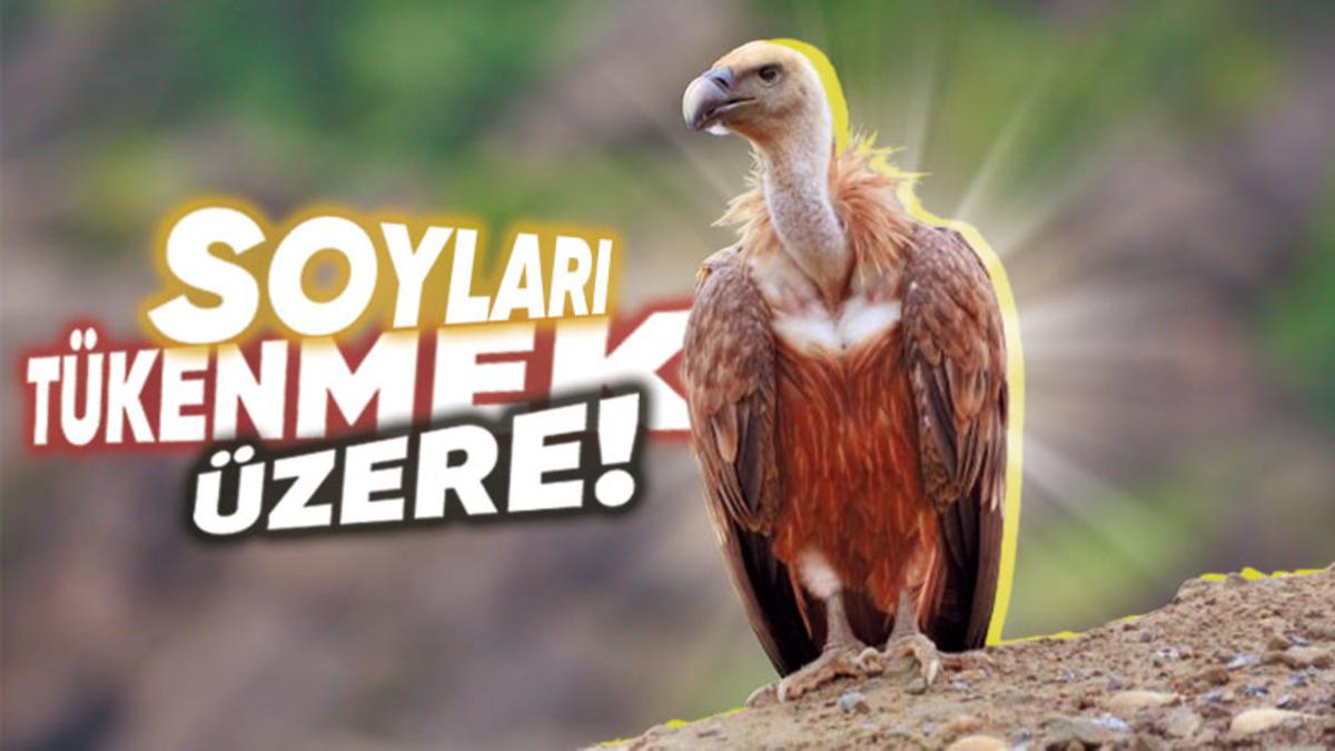 İdrarlarını Nasıl Yaptıklarını Duyunca Ufak Bir Şaşkınlık Yaşayabilirsiniz: Akbabalar Hakkında 8 İlginç Bilgi