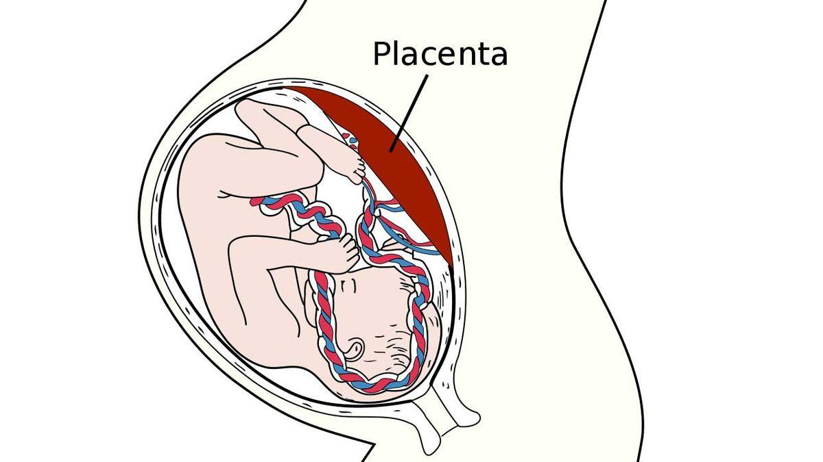 Doğum Sonrasında Göbek Bağı Hiç Kesilmezse Ne Olur? Aslında Bazı Kültürlerde Uygulanıyor!