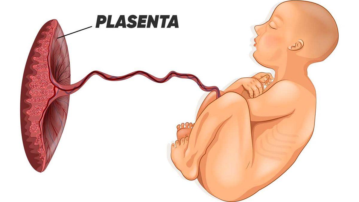 Doğum Sonrasında Göbek Bağı Hiç Kesilmezse Ne Olur? Aslında Bazı Kültürlerde Uygulanıyor!