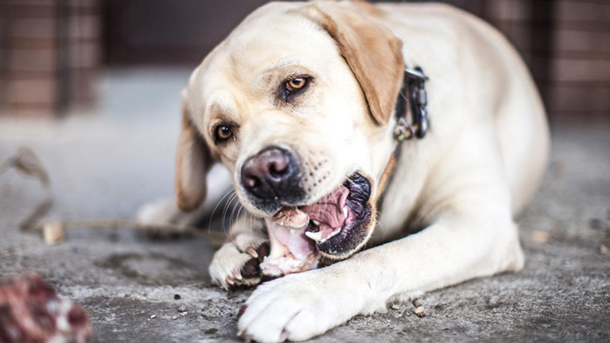 Köpekler, Ölen Sahiplerini Neden Yerler?