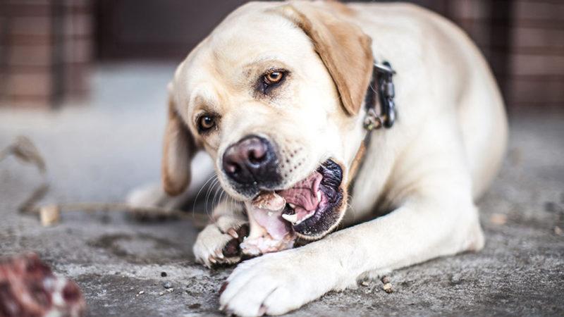 Köpekler, Ölen Sahiplerini Neden Yerler?