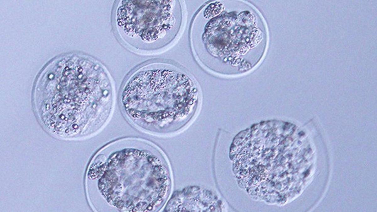 Tarihte İlk Kez Uzay Koşullarında Memeli Embriyosu Yetiştirildi: Uzayda da Üreyebileceğiz!