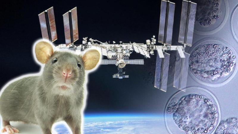Tarihte İlk Kez Uzay Koşullarında Memeli Embriyosu Yetiştirildi: Uzayda da Üreyebileceğiz!