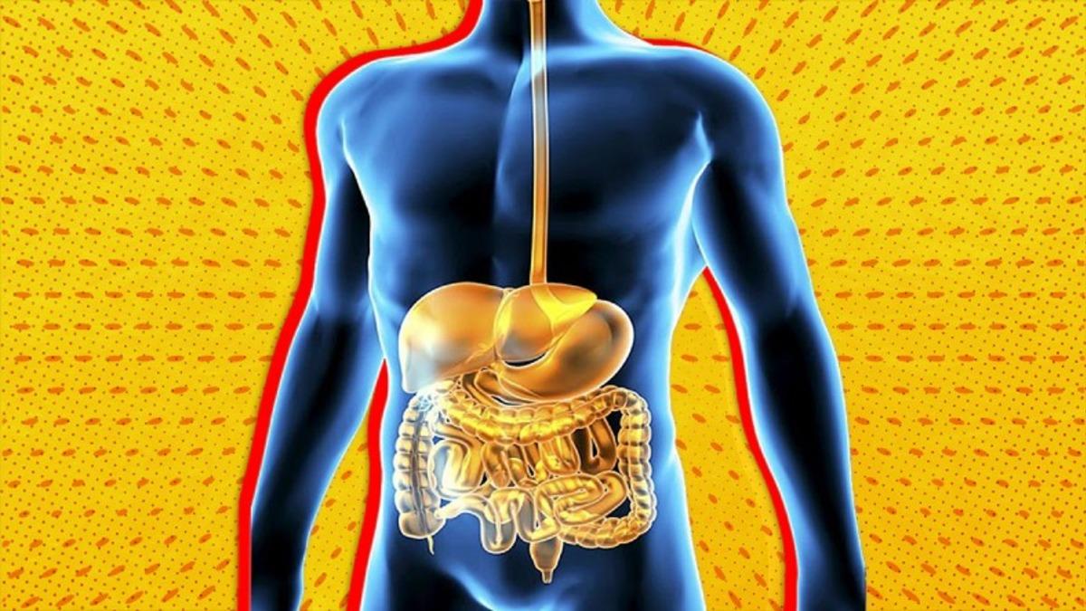 Duygularımızın Bile Etkilediği ’Sindirim Sistemimiz’ Hakkındaki Bu Bilgileri ve Nasıl Çalıştığını Öğrenince Büyüleneceksiniz