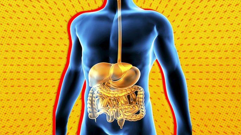 Duygularımızın Bile Etkilediği ’Sindirim Sistemimiz’ Hakkındaki Bu Bilgileri ve Nasıl Çalıştığını Öğrenince Büyüleneceksiniz