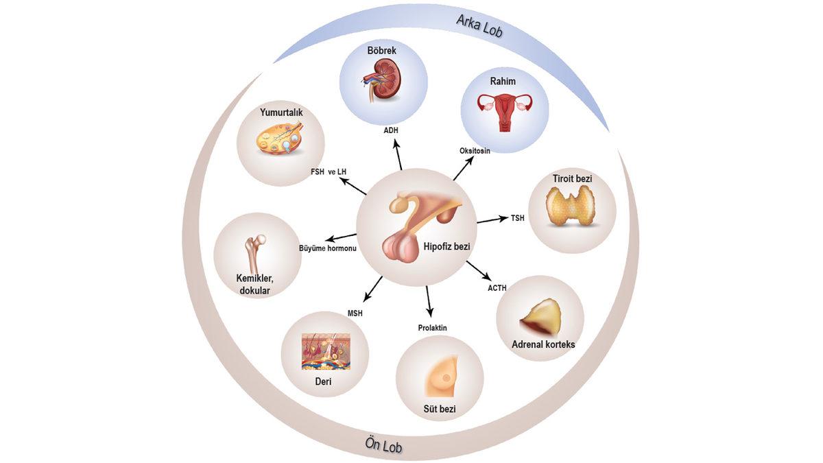 İnsanın İçine Kurt Düşüren Bilimsel Tartışma: Güneş Gözlüğü Takmak Yararlı mı, Zararlı mı?