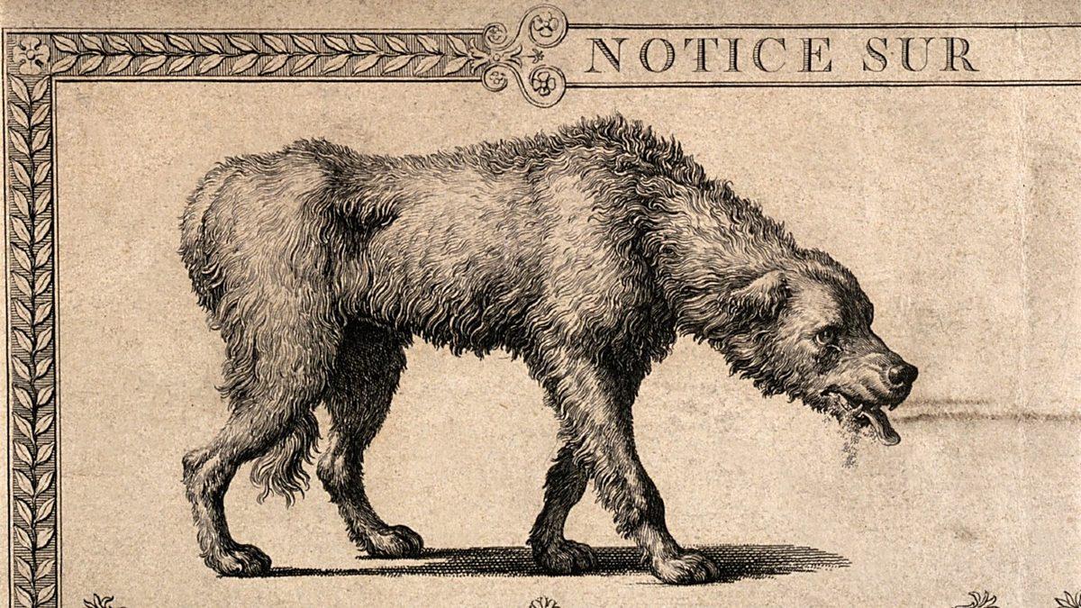 Bir Zamanlar Avrupa’da Gökyüzünden Binlerce Tavuk Kafası Yağmıştı: Sebebini ise 40 Yıl Düşünseniz Aklınıza Gelmez!