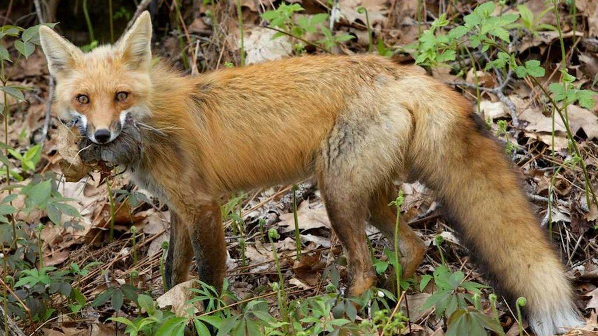 Bir Zamanlar Avrupa’da Gökyüzünden Binlerce Tavuk Kafası Yağmıştı: Sebebini ise 40 Yıl Düşünseniz Aklınıza Gelmez!