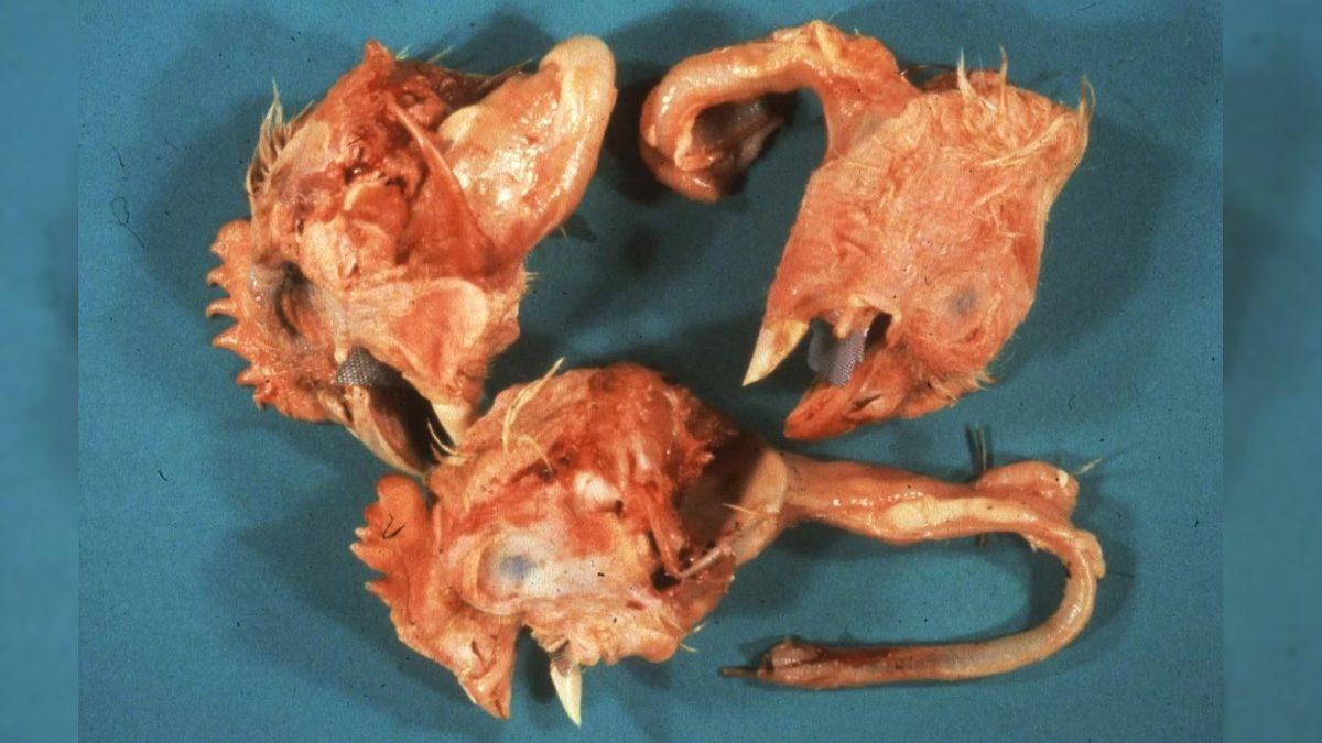 Bir Zamanlar Avrupa’da Gökyüzünden Binlerce Tavuk Kafası Yağmıştı: Sebebini ise 40 Yıl Düşünseniz Aklınıza Gelmez!