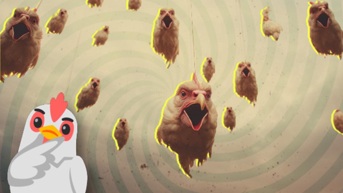 Bir Zamanlar Avrupa’da Gökyüzünden Binlerce Tavuk Kafası Yağmıştı: Sebebini ise 40 Yıl Düşünseniz Aklınıza Gelmez!