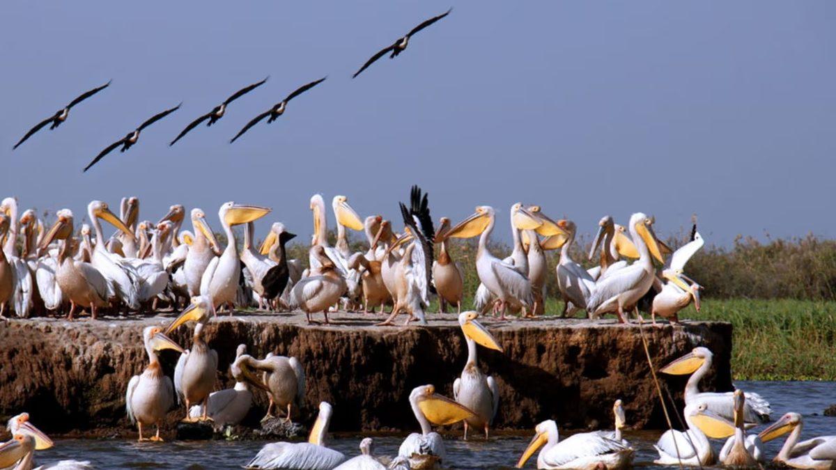 Bir Dönem Maalesef Köle Ticaretinin Merkezi Olan Senegal’in Şimdilerde Ne Kadar İlginç Bir Ülke Olduğunu Kanıtlayan 9 Bilgi