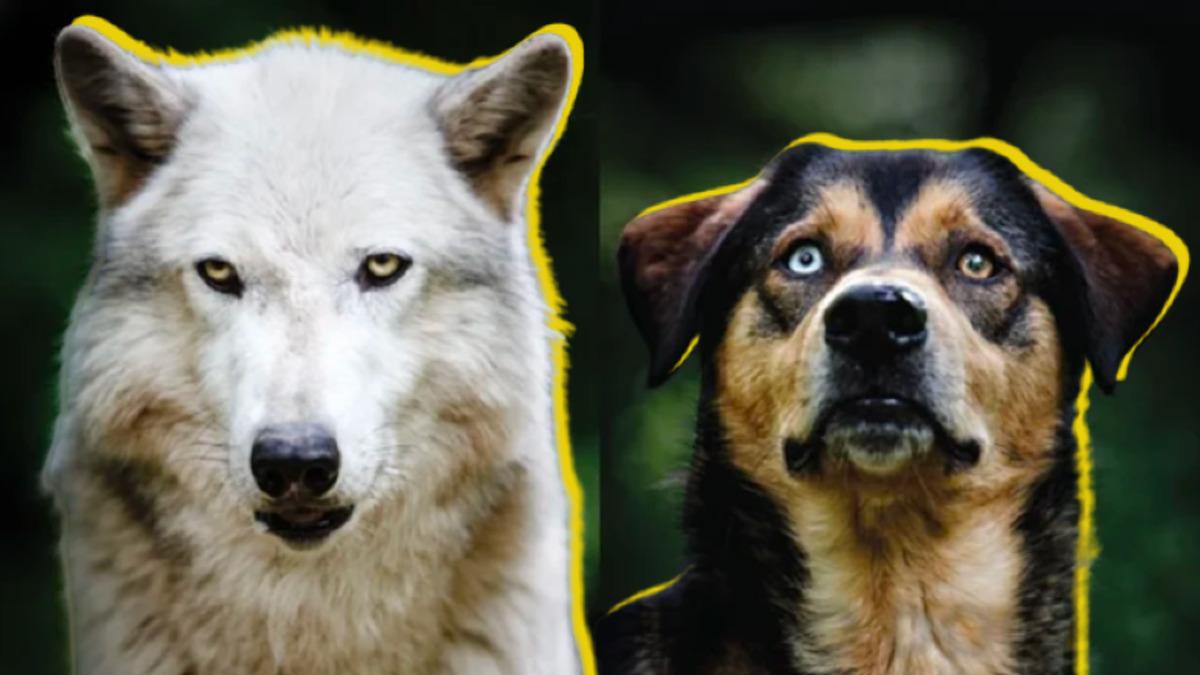 Dik Kulaklı Kurtlardan Evcilleşen Köpekler Nasıl Oluyor da Sarkık Kulaklara Sahip Olabiliyor?