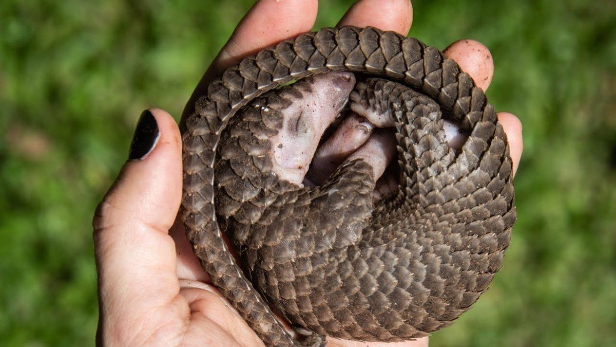 Tehlikelere Karşı Uyguladıkları Savunma Tekniklerine Hem Gülüp Hem Şaşırabilirsiniz: Pangolinler Hakkında 9 İlginç Bilgi
