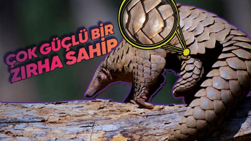 Tehlikelere Karşı Uyguladıkları Savunma Tekniklerine Hem Gülüp Hem Şaşırabilirsiniz: Pangolinler Hakkında 9 İlginç Bilgi